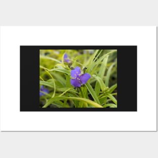 Blue and yellow flower in leaves Posters and Art